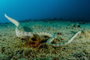 Sea Snake on The "perricles"wreck by Henrik Gram Rasmussen 